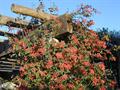 Lonicera Sempervirens